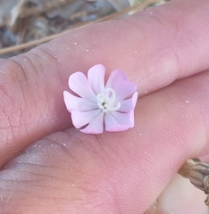 Silene nicaeensis