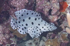 Chromileptes altivelis