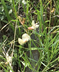 Astragalus convallarius