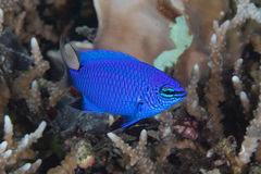 Chrysiptera cymatilis