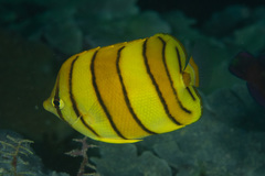 Chaetodon octofasciatus