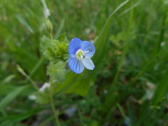 Veronica persica
