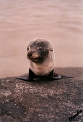 Arctocephalus tropicalis