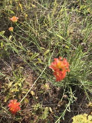 Lasiosiphon rubescens