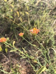 Lasiosiphon rubescens