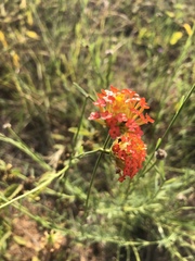 Lasiosiphon rubescens