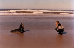 Arctocephalus tropicalis