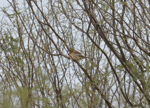 Cinnamon Warbling Finch (Poospiza ornata), photo 4
