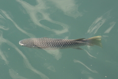 Ellochelon vaigiensis