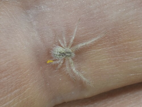 Heriaeus algericus