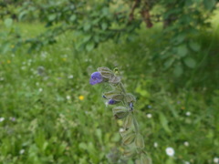 Salvia verbenaca
