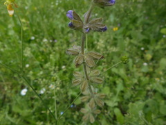 Salvia verbenaca
