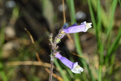 Penstemon hirsutus