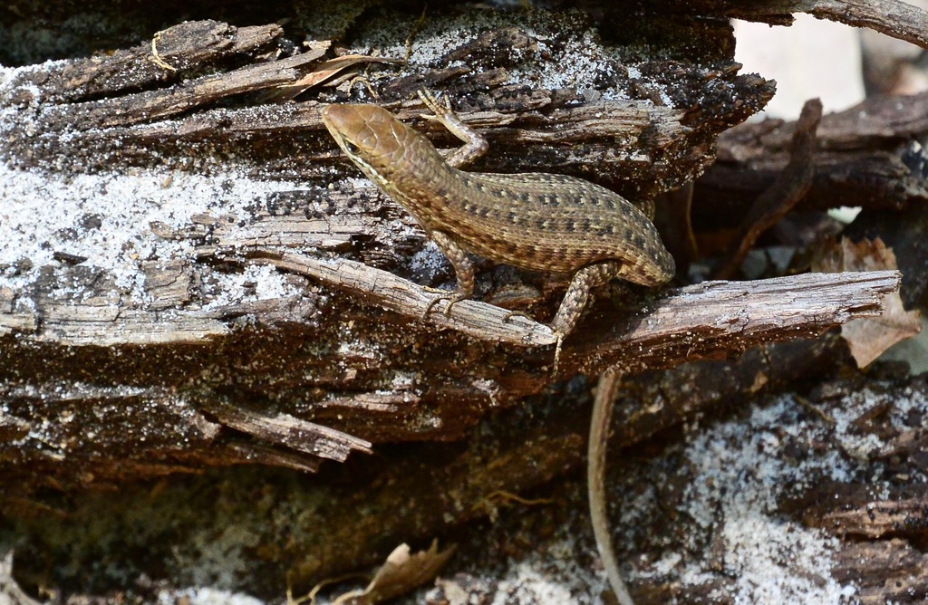 Tussock Rainbow-skink from Whitsundays QLD 4802, Australia on October ...