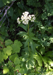 Valeriana occidentalis