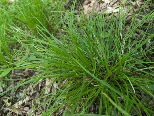 Image of Carex jamesii by (c) Tom Sisan, some rights reserved (CC BY-SA)