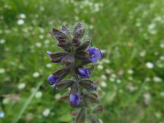 Salvia verbenaca