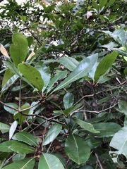 Vitellariopsis marginata