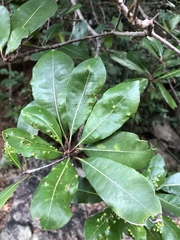 Vitellariopsis marginata