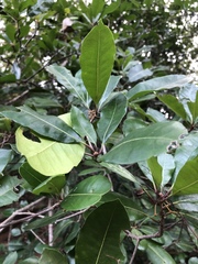 Vitellariopsis marginata