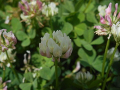 Trifolium