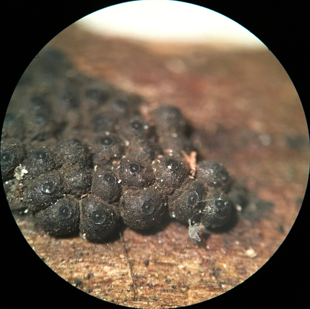 Annulohypoxylon moriforme