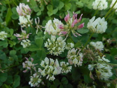 Trifolium