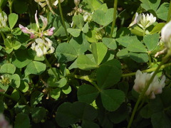 Trifolium