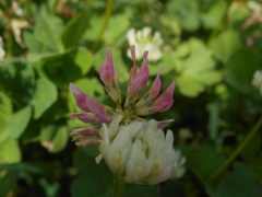 Trifolium