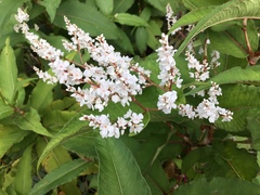 Koenigia polystachya