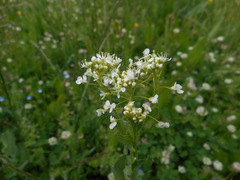 Lepidium draba