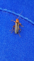 Metacantharis discoidea