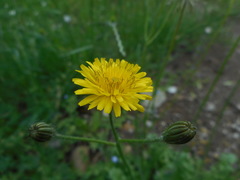 Asteraceae