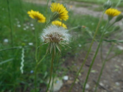 Asteraceae