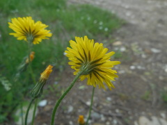 Asteraceae