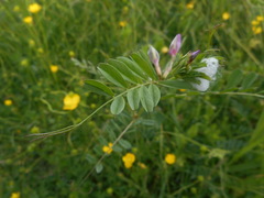 Vicia sativa
