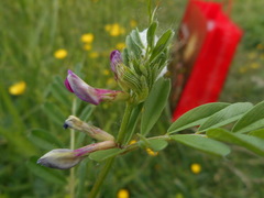 Vicia sativa