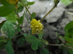 Trifolium campestre