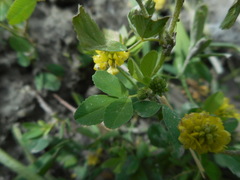 Trifolium campestre