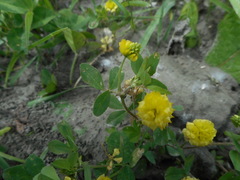 Trifolium campestre