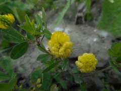 Trifolium campestre