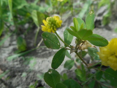 Trifolium campestre