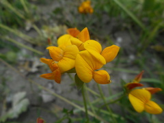 Lotus corniculatus