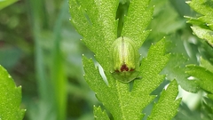 Cassida stigmatica