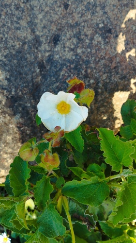 Avistamiento Cistus populifolius