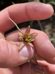Fritillaria micrantha