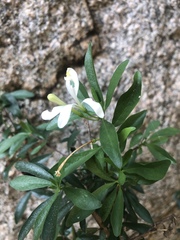 Turraea obtusifolia
