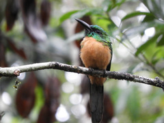 Jacamerops aureus