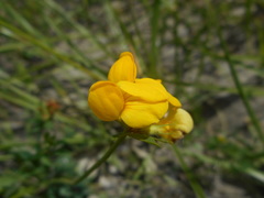 Lotus corniculatus