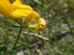 Lotus corniculatus